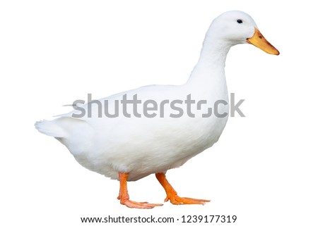 Domestic duck on white background.