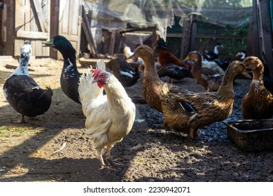 Domestic ducks and chickens in the poultry yard during feeding. Free range chickens and duck on farm - Powered by Shutterstock