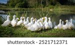 Domestic ducks near the pond. Poultry farming