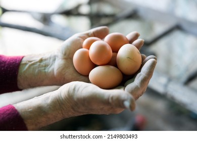 Domestic Eggs In Farmers Hands Close Up Full Frame On Organic Farm