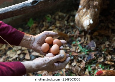 Domestic Eggs In Farmers Hands Close Up Full Frame On Organic Farm