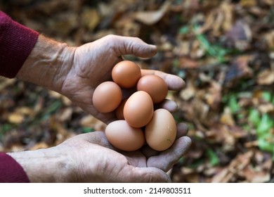 Domestic Eggs In Farmers Hands Close Up Full Frame On Organic Farm