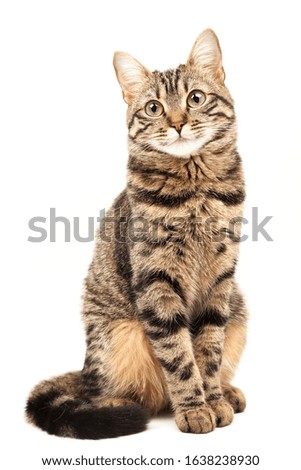 Domestic Egyptian striped kitten. Cute young red cat isolated on abstract blurred white background. Indoor pets, veterinary and advertising concept. Detailed studio closeup