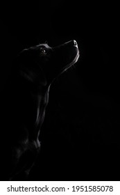 Domestic Female Labrador Retriever Dog Silhouette.