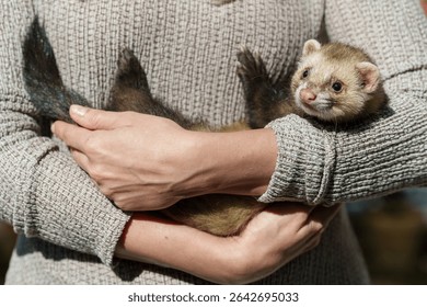 Domestic ferret lying in a woman's arms.