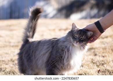 A domestic fluffy cat reaches out for affection to the owner
