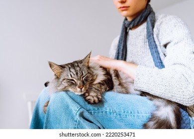 Domestic fluffy tabby cat sleeps on lap of young girl. Care and care of pets, treatment of sick animal, hair combing, tenderness