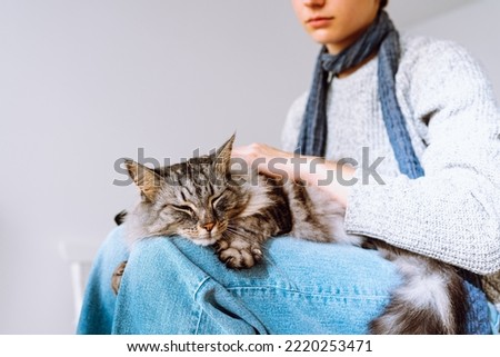 Domestic fluffy tabby cat sleeps on lap of young girl. Care and care of pets, treatment of sick animal, hair combing, tenderness