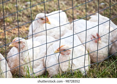 Domestic free range 'white rock' chickens in an enclosure on an organic farm.