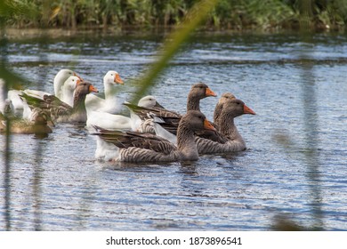 domestic geese and ducks swim on the river near the village, гуси и утки плавают по реке