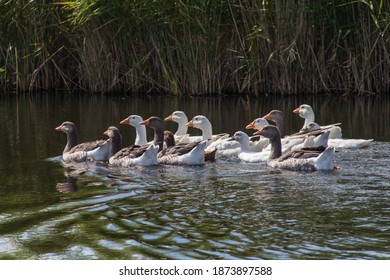 domestic geese and ducks swim on the river near the village, гуси и утки плавают по реке