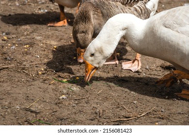 Domestic geese. Goose farm. geese on the farm. White and gray geese are feeding in a rural yard. Geese walk on a sunny day. Waterfowl. The concept of poultry farming.