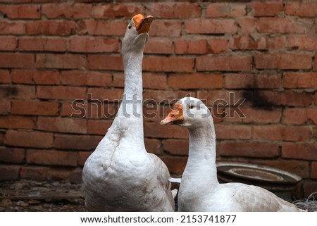 Similar – Foto Bild Unzertrennlich Gans Vogel