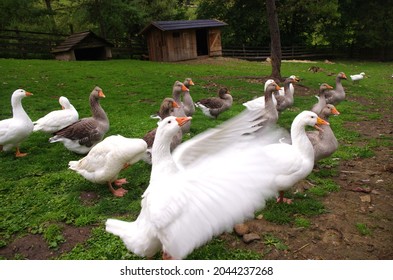 Domestic geese on the farm. Flock of fattening geese, on the rural farm for the production of meat and goose feathers. Flock of white domestic geese on the pasture. Big white goose on farm.	