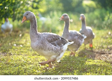 Domestic geese on a meadow. Geese in the grass, domestic bird, flock of geese