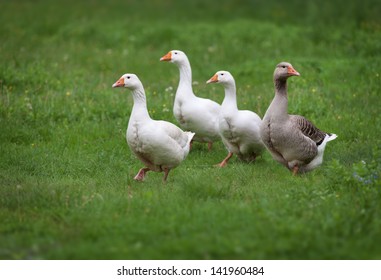 Domestic geese on a walk through the meadow