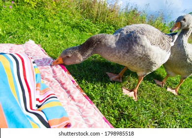 
Domestic geese peck the blanket - Shutterstock ID 1798985518