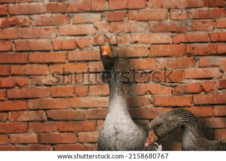 Domestic geese. Two gray geese on a blurry background of a brick wall. Grey geese walk around the village yard. Breeding poultry for meat. Selective focus.