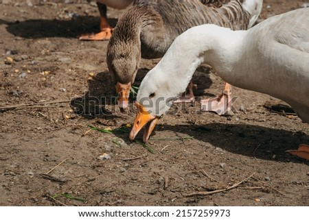 Domestic geese. Two gray and white geese peck the green grass on the farm. Homemade geese on a farm on a sunny day, rural scene. Breeding poultry for meat. Selective focus.