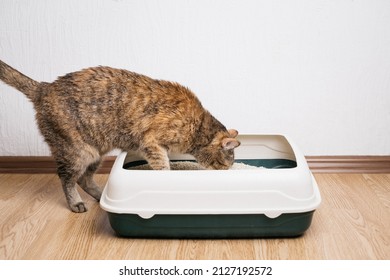 Domestic ginger cat examines litter box with dry filler for the toilet. - Shutterstock ID 2127192572