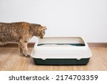 Domestic ginger cat looking at litter box. Hygiene for pets.