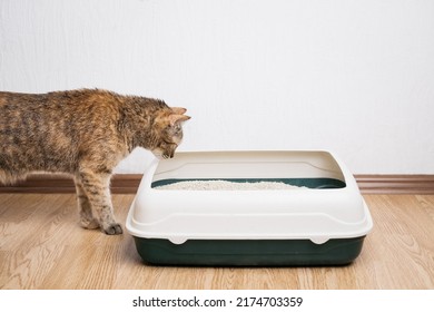 Domestic ginger cat looking at litter box. Hygiene for pets.