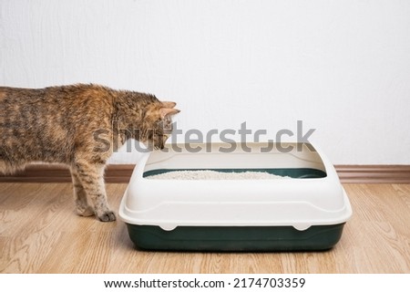 Domestic ginger cat looking at litter box. Hygiene for pets.