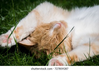 Domestic ginger cat resting on the grass lawn in summer - Shutterstock ID 727859287