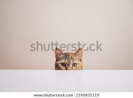 A domestic ginger cat sits at the kitchen table and waits for the time to eat.