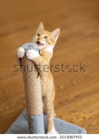Domestic ginger little cute kitten plays with a scratching post. Fun for cats. focus on the scratching post