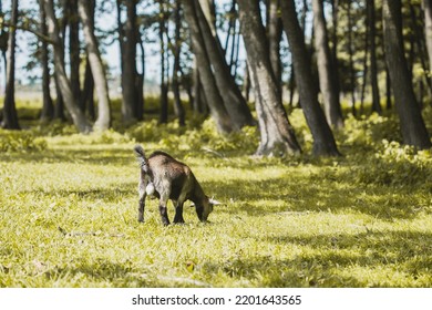 Domestic Goat Grazes On A Forest Country Farm Farm Animal Portrait.