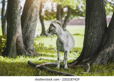 Domestic Goat Grazes On A Forest Country Farm Farm Animal Portrait.