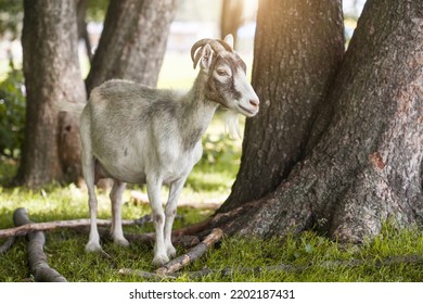 Domestic Goat Grazes On A Forest Country Farm Farm Animal Portrait.