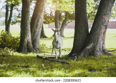 Domestic Goat Grazes On A Forest Country Farm Farm Animal Portrait.