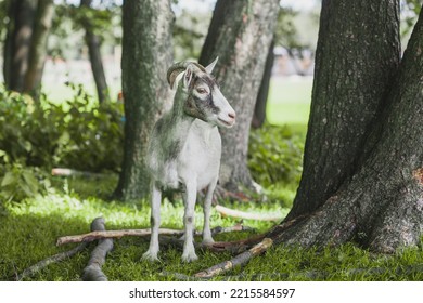 Domestic Goat Grazes On A Forest Country Farm Farm Animal Portrait.