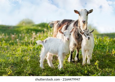 Domestic goats are a mother goat and two goats. In nature, in the meadow. Pets. Portrait. The goats look at the viewer. - Shutterstock ID 2164479947