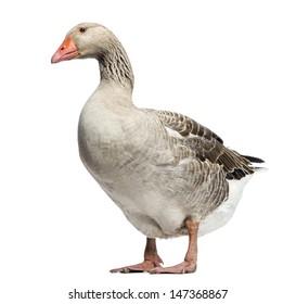 Domestic goose, Anser anser domesticus, standing and looking down, isolated on white
