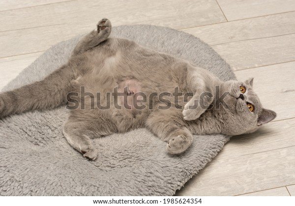 The domestic gray British Shorthair cat lies on\
its back and shows a bald shaved tummy. The postoperative suture\
and threads after the operation for the umbilical hernia are\
clearly visible.