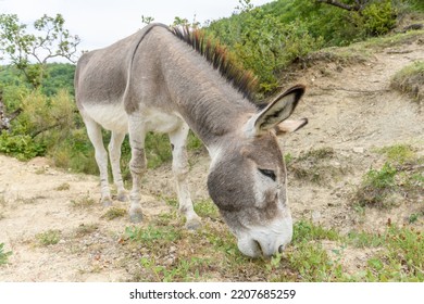 Domestic gray donkey (Equus asinus) in mountain pasture. Drome, France.