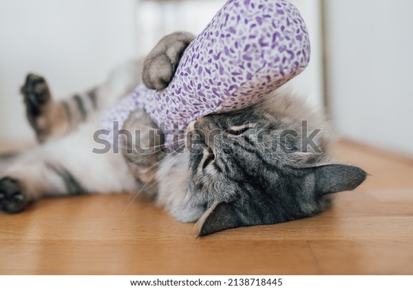 Domestic\
gray fluffy cat plays and enjoys fabric bag with valerian.\
Stimulation of movement and activity for domestic cats. Valerian\
for the cat: plant intoxication for house\
tigers