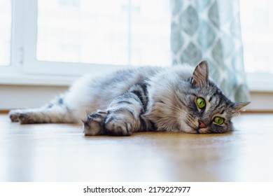 Domestic gray fluffy purebred Maine Coon cat with green eyes lies on wooden parquet floor, tired from playing, lazy, sick, resting from hot weather. Long-haired domestic cat in interior of real house - Powered by Shutterstock