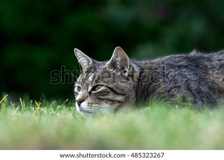 Similar – A shady resting place, cat in the grass