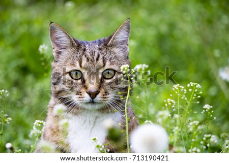Domestic grey cat in the garden , cat in the grass resting