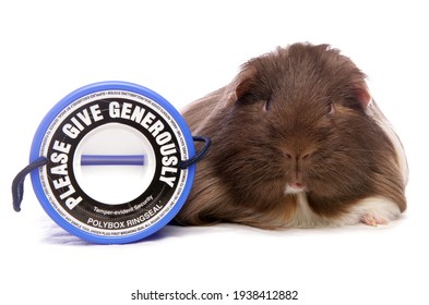 Domestic Guinea Pig By Charity Collection Box Isolated On A White Background