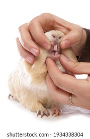 Domestic Guinea Pig Having Teeth Inspected Isolated On A White Background