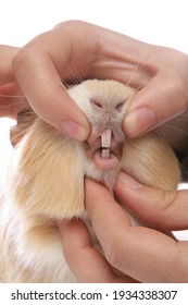 Domestic Guinea Pig Having Teeth Inspected Isolated On A White Background