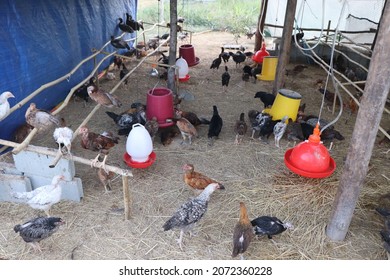 Domestic Healthy Poultry Chicken Farming