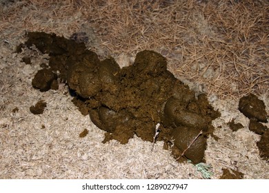 15 Healthy horse litter Images, Stock Photos & Vectors | Shutterstock