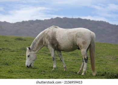 Domestic Horse Grazing In The Meadow. Los Altos Hills, California, USA.