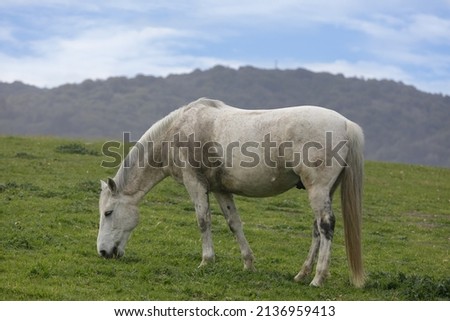 Domestic Horse Grazing in the Meadow. Los Altos Hills, California, USA.